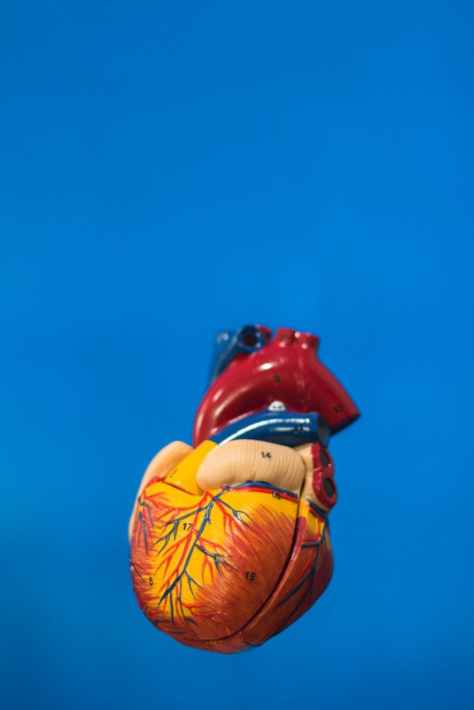Een gezond hart en toch een hartstilstand: waarom leefstijl alleen niet genoeg is
